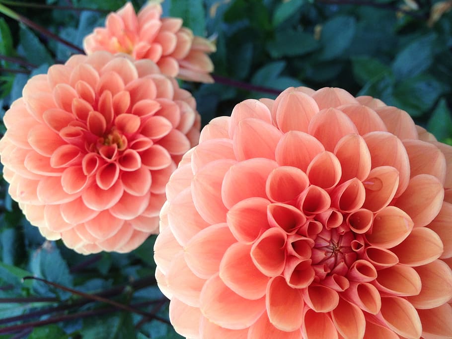 flowers, peach, plant, flowering plant, petal, flower head HD wallpaper