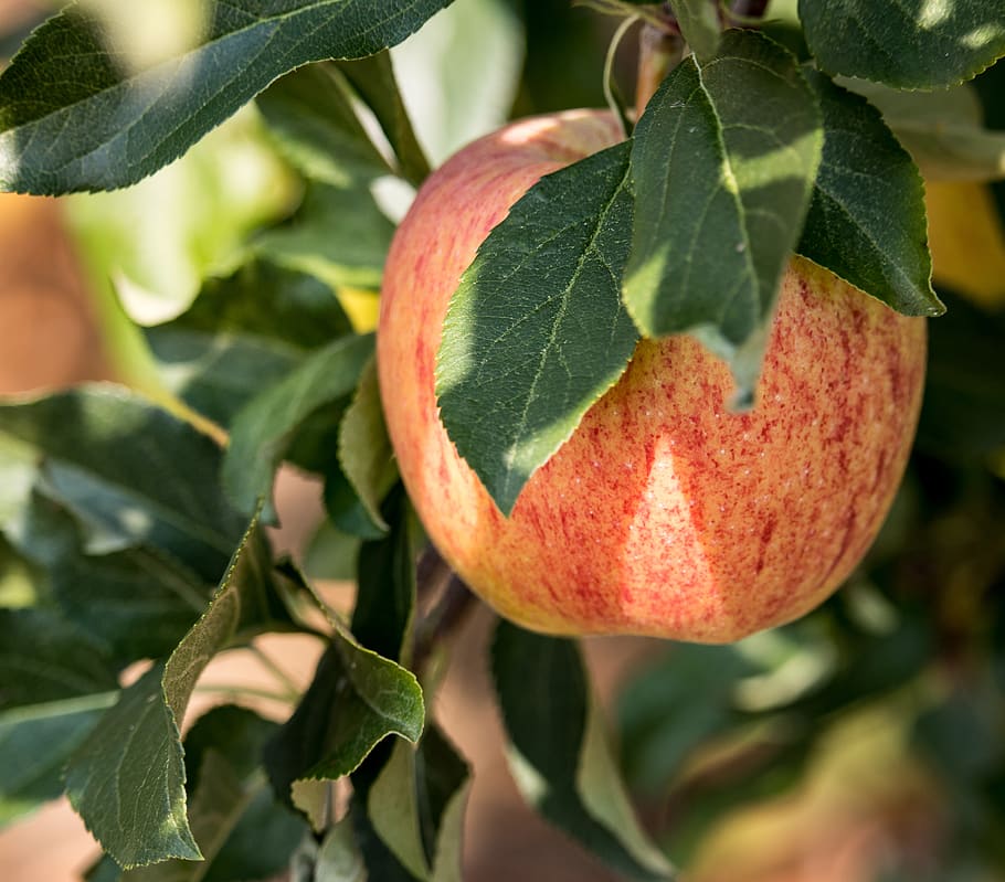 apple, apple tree, fruit, kernobstgewaechs, fruit tree, nature HD wallpaper