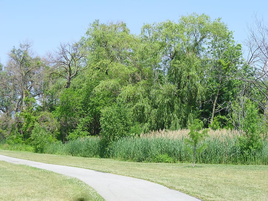 nature, trees, trail, spring, plant, green color, growth, tranquility HD wallpaper