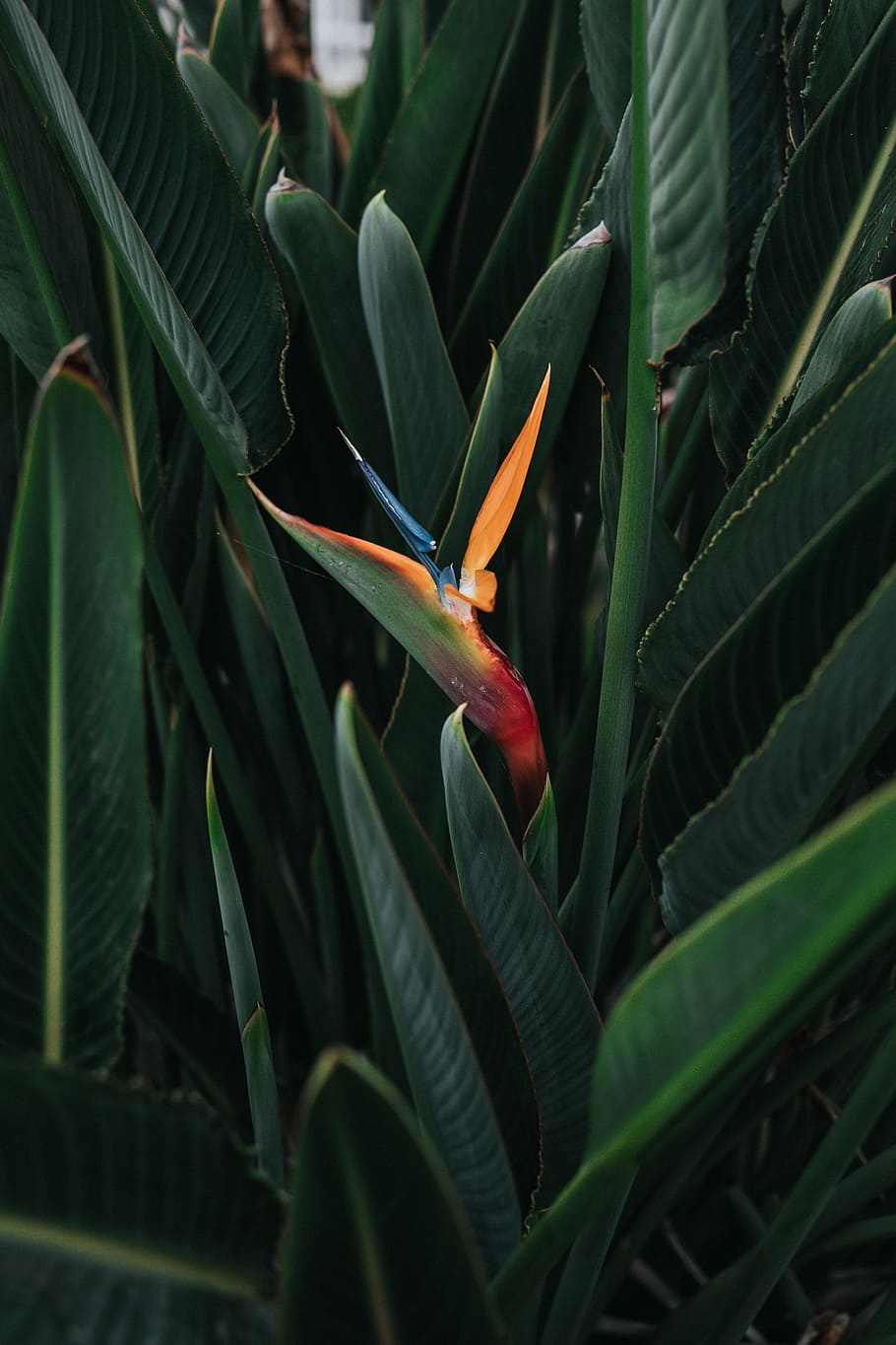 bird of paradise flowers, leaf, leaves, green, abstract, botanical HD wallpaper
