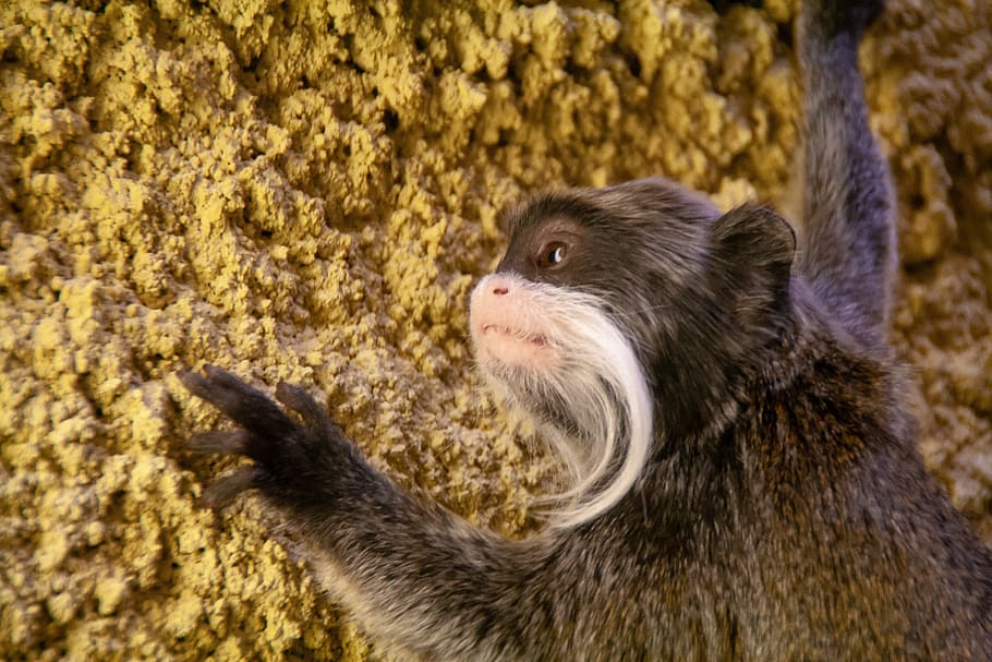 mini, small, monkey, cute, zoo, animal, wild, black, beauty HD wallpaper