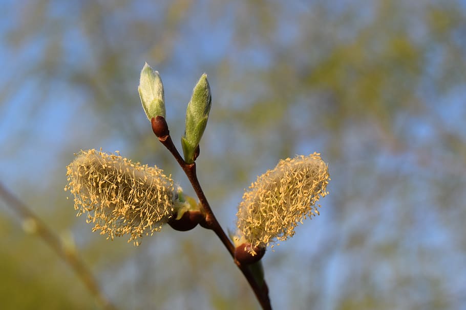 bud, tree, flower, spring, bloom, yellow, blossom, nature, plant HD wallpaper