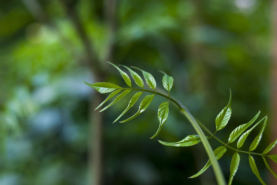 leaf, plant, nature, summer, approach, growth, green color HD wallpaper