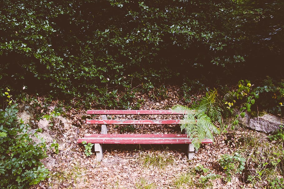 germany, baden-baden, bench, forest, trees, black forest, seat HD wallpaper