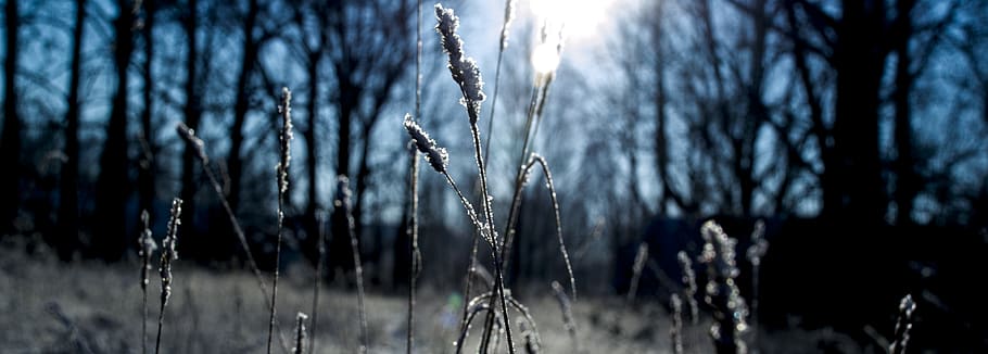 latvia, liepāja, trees, grass, background, wild, cold, landscape HD wallpaper