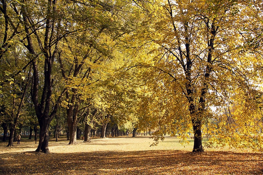 autumn, park, tree, foliage, nature, season, the path, in the fall HD wallpaper