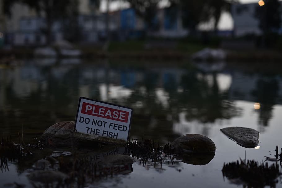 gibraltar, signs, pond, fish, water, text, reflection, western script HD wallpaper