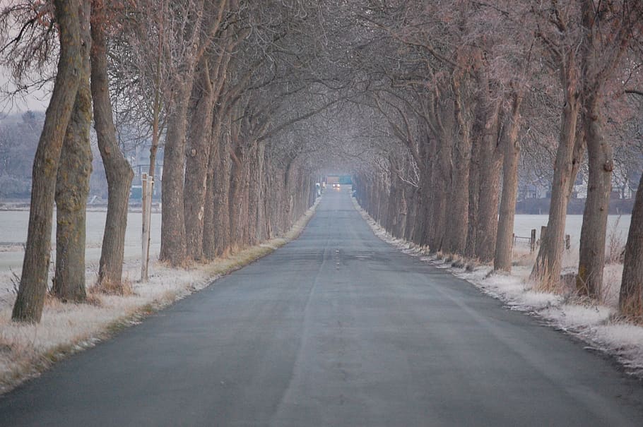 winter, icy, avenue, herzebrock, chestnut, tree, the way forward, HD wallpaper