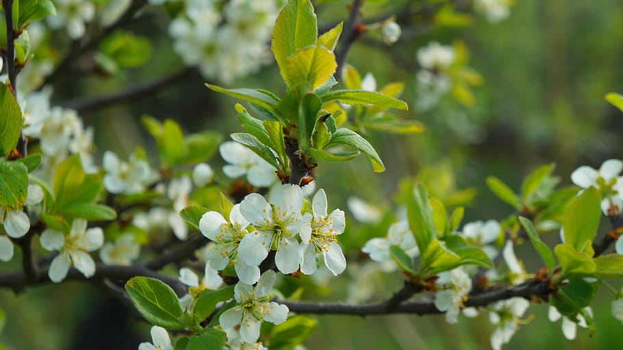 nature, plants, tree, fruit, branch, flowering, white, flowers HD wallpaper