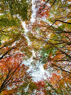 plant, tree, leaf, maple, tree trunk, sunlight, birch, scenery HD wallpaper