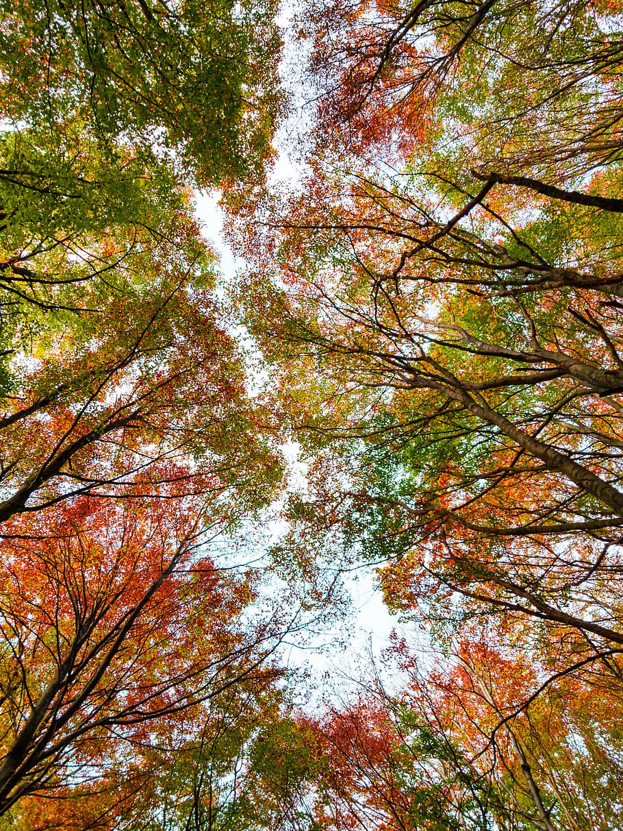 plant, tree, leaf, maple, tree trunk, sunlight, birch, scenery HD wallpaper