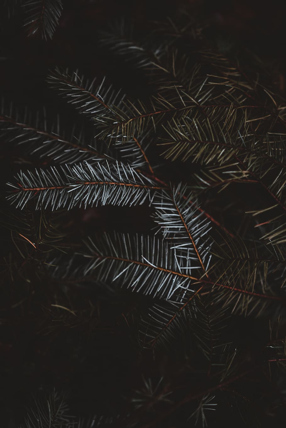 green-leafed plant, pine, spruce, fir, needle, branch, tetxure HD wallpaper