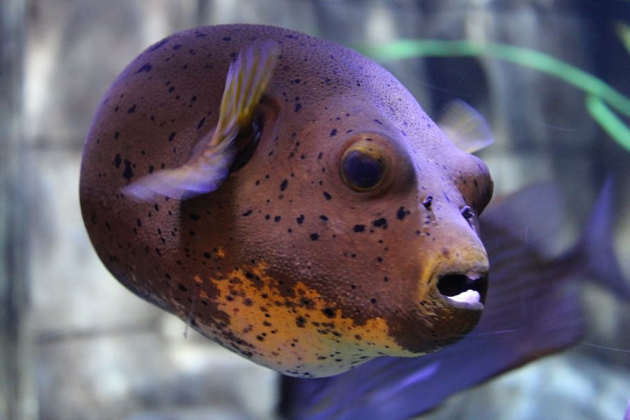 fish, water, animal themes, one animal, animal wildlife, animals in the wild HD wallpaper