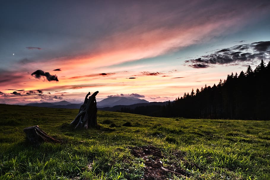 sunset, meadow, tree stump, landscape, dusk, sky, field, grass HD wallpaper