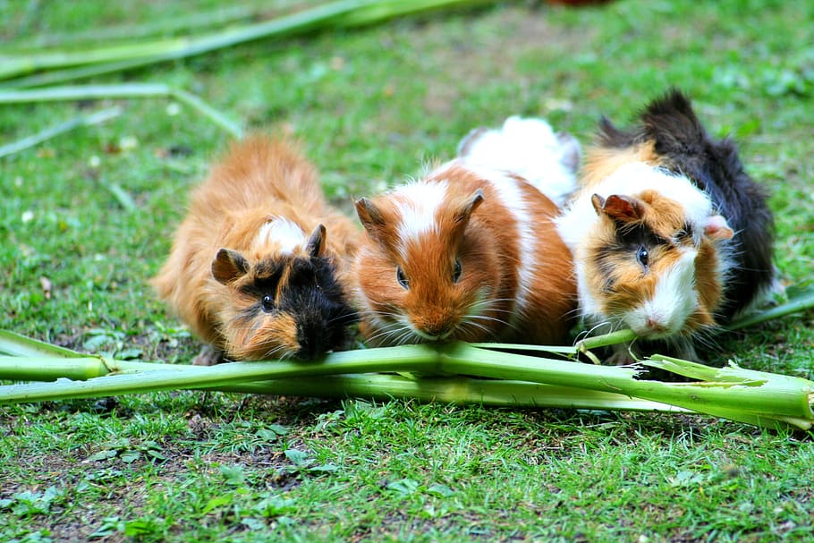 Brown White Hamster, cute, grass, green, guinea pig, pets, animal themes HD wallpaper