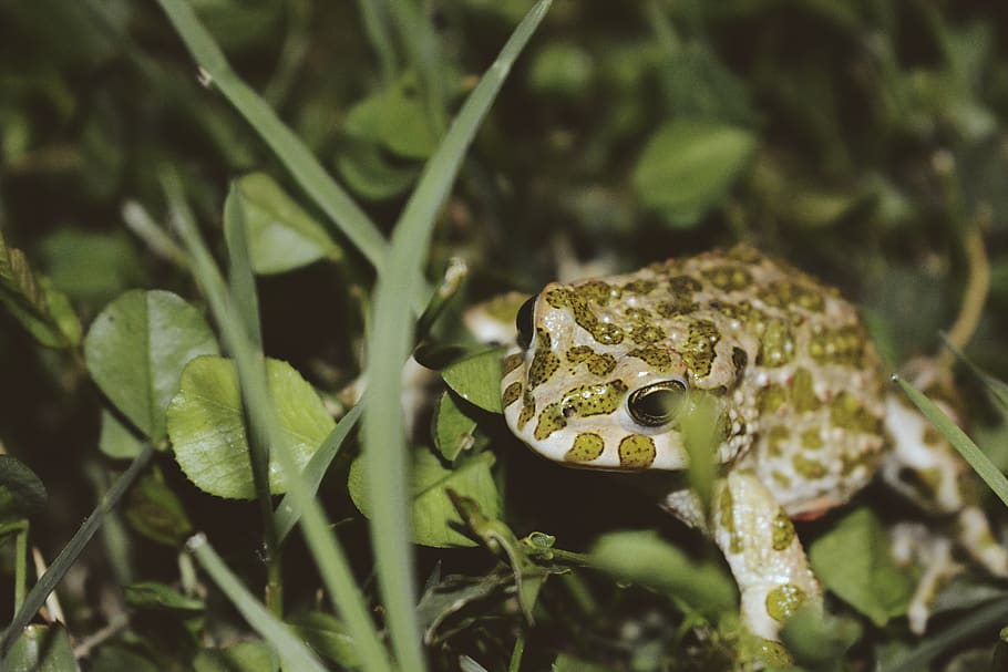 frog, animal, animals, green, flowers, one animal, animals in the wild HD wallpaper