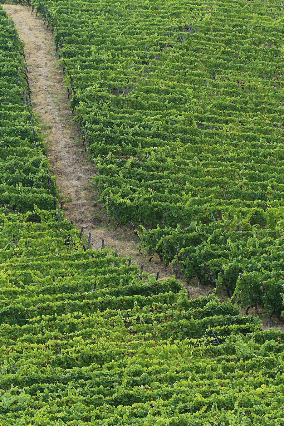 france, thann, green color, growth, plant, no people, land HD wallpaper