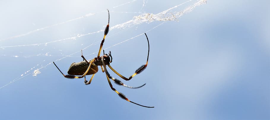 macro, nature, insect, spider, colombia, animal themes, invertebrate HD wallpaper