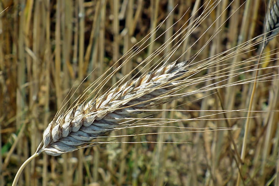 corn, kłos, straw, field, agriculture, harvest, village, summer HD wallpaper
