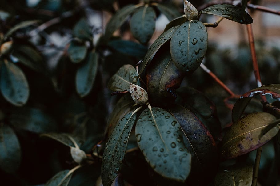 dew on green leaf, plant, veins, nature, blossom, flower, acanthaceae HD wallpaper