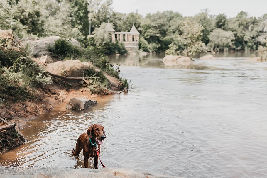 short-coated brown dog, flood, nature, water, canine, animal HD wallpaper