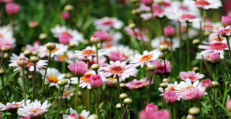 Group of White and Orange Petal Flower, beautiful, bloom, blooming HD wallpaper