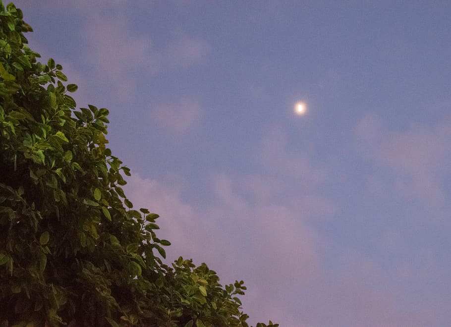 philippines, sky, plant, tree, nature, moon, night, growth HD wallpaper