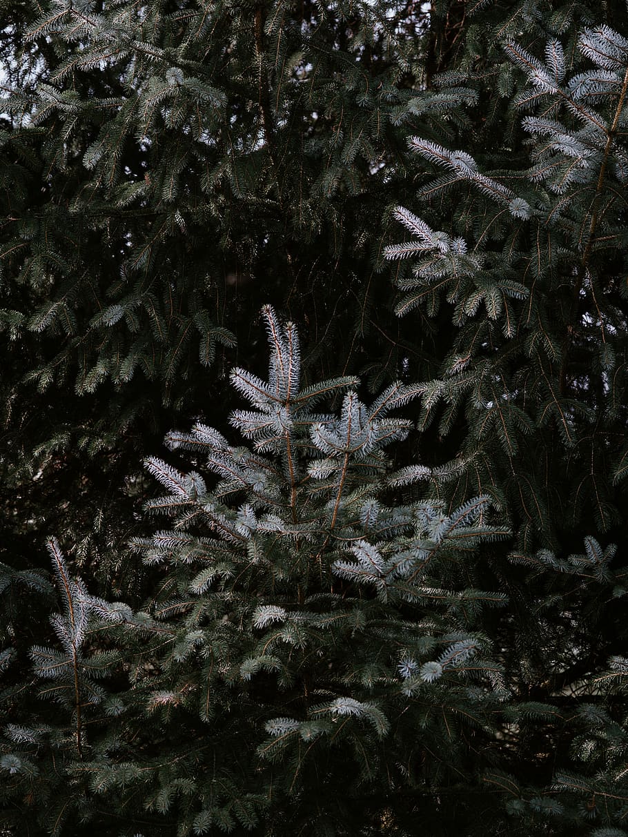 green and gray leaf trees, plant, abies, fir, conifer, spruce HD wallpaper