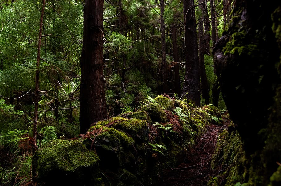 forest during daytime, plant, tree, growth, land, beauty in nature HD wallpaper