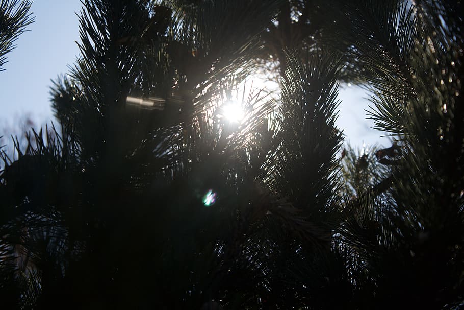 trees, forest, blue, green, light, rays, sun light, unsplash HD wallpaper