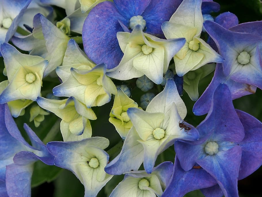 flower, hydrangeas, blue, white, flowers, hydrangea bush, single flowers HD wallpaper