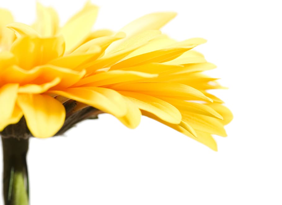 gerbera, flower, white, closeup, isolated, chrysanthemum, spring HD wallpaper