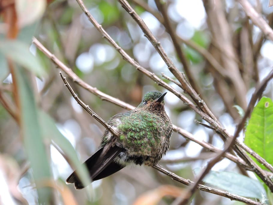 hummingbird, wings, colors, cold, nevado del ruiz, manizales HD wallpaper