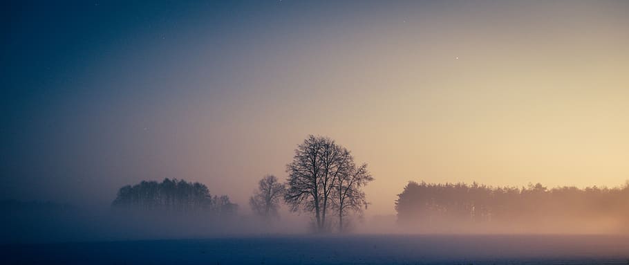 fog, tree, sky, scenics - nature, plant, beauty in nature, tranquil scene HD wallpaper