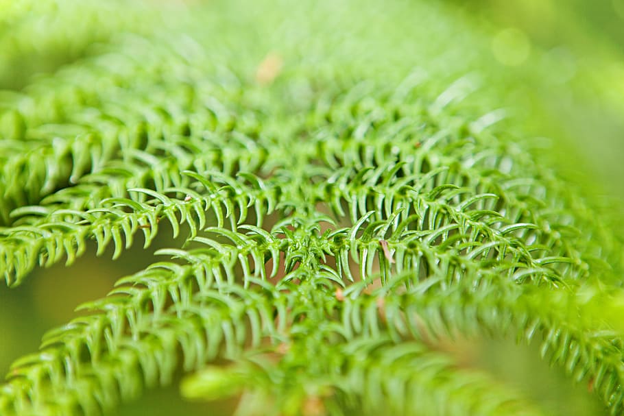 plant, bright, bunch, closeup, detail, flora, floral, flores HD wallpaper