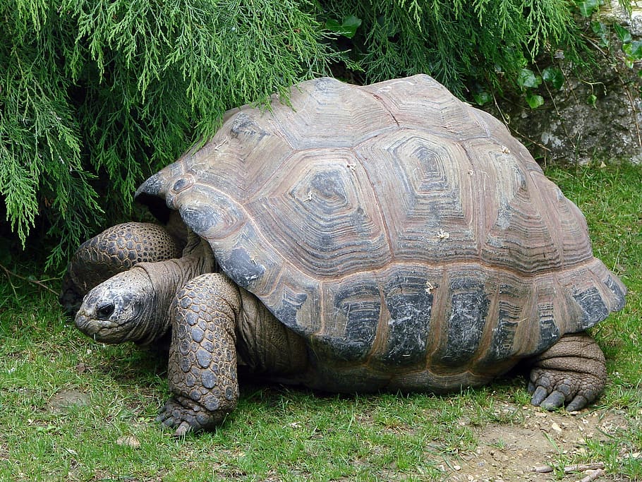tortoise, old, aged, animal, nature, wild, turtle, reptile HD wallpaper