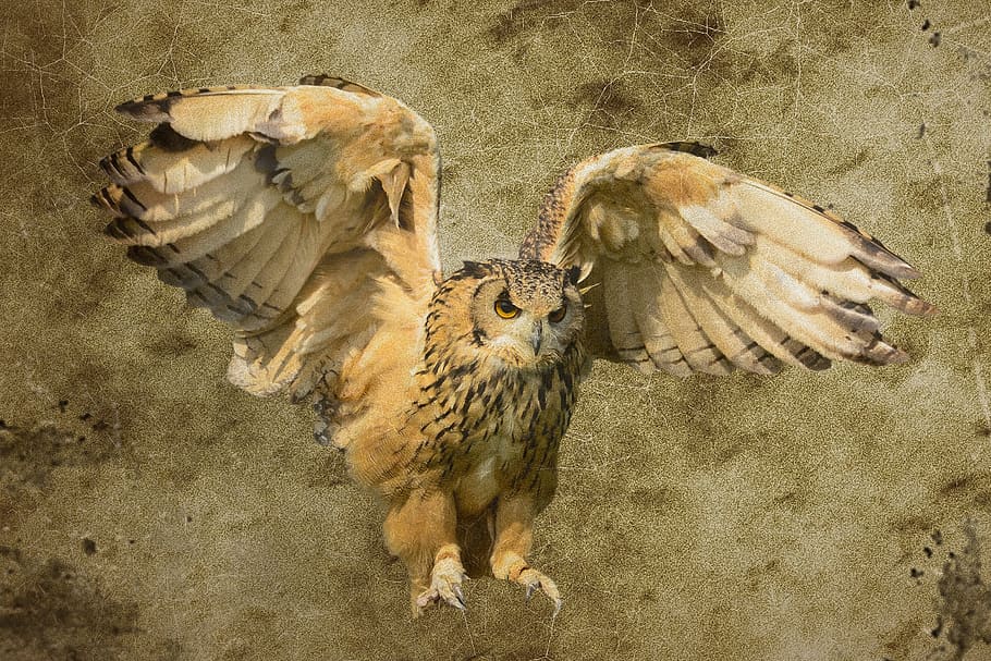 animal, bird, owl, flying, wing, texture, background, feather HD wallpaper