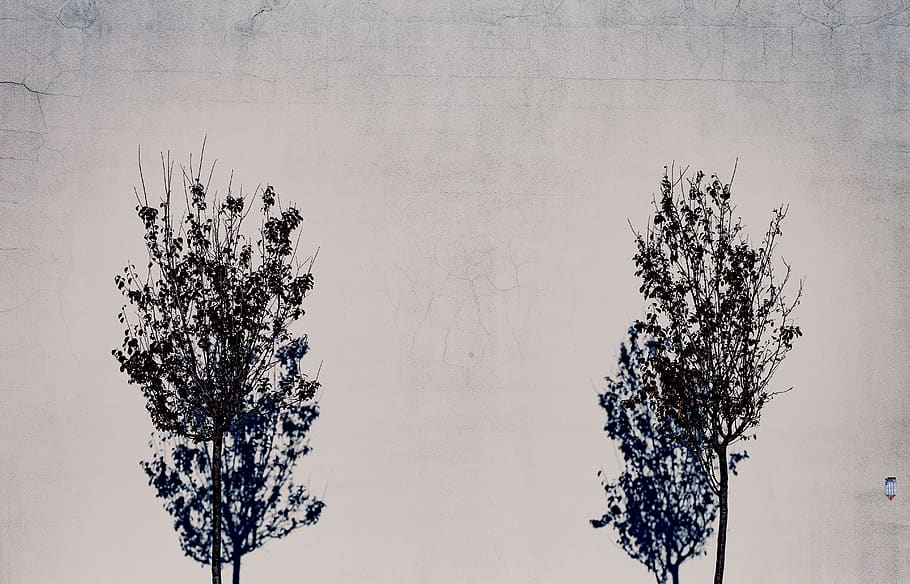 wall, trees, shadows, simple, minimal, plant, nature, sky, no people HD wallpaper