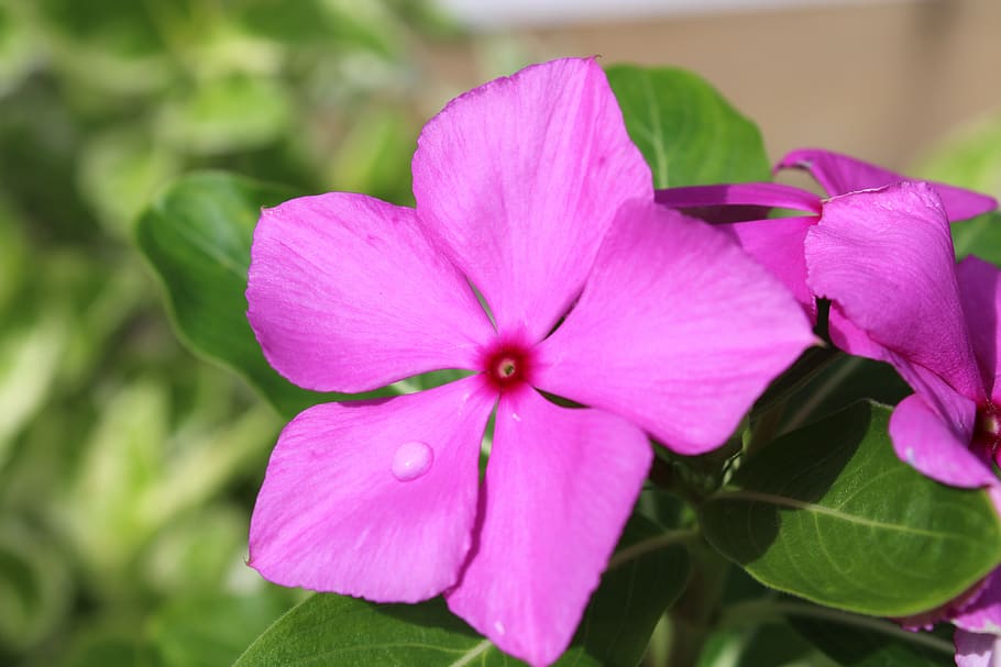 pink, rosa, flower, nature, garden, plant, petals, flowers HD wallpaper