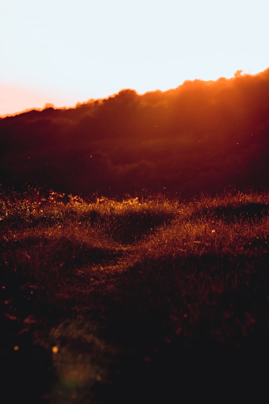silhouette photography of grass during sunrise, field, sunlight HD wallpaper