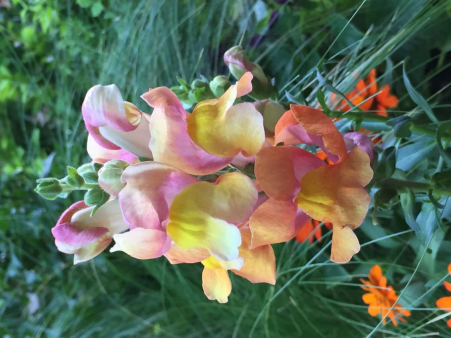 united states, santa fe, plant, flowering plant, vulnerability HD wallpaper