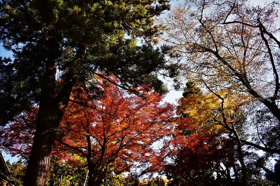 trees, leaves, autumn, red, green, yellow, colour, japan, osaka HD wallpaper
