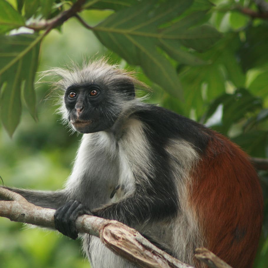 zanzibar, tanzania, monkey, primate, animals in the wild, animal wildlife, HD wallpaper