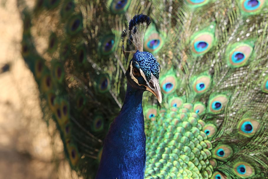 bird, peacock, pride, feathers, colorful, elegant, animal themes HD wallpaper