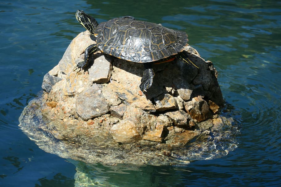 turtle, water, lake, rock, wildlife, aquatic, pond, marine HD wallpaper