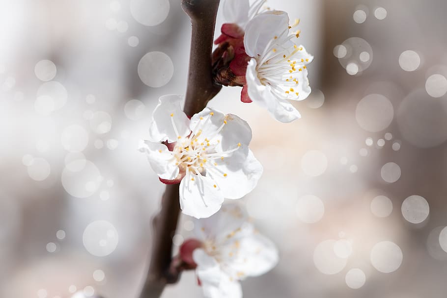 flowers, white, branch, spring, garden, in the garden, nature HD wallpaper