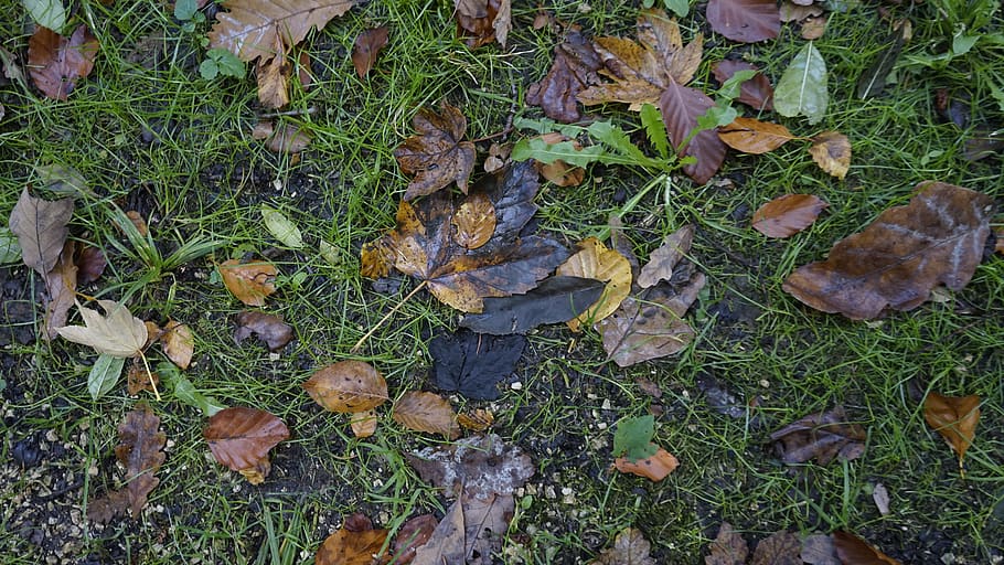 ground, grass, stones, leaves, autumn, leaf, plant part, land HD wallpaper