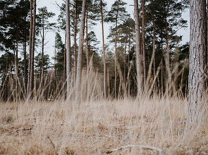 dried grass field and trees, plant, vegetation, fir, abies, tree trunk HD wallpaper