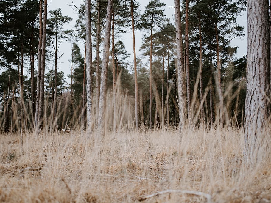 dried grass field and trees, plant, vegetation, fir, abies, tree trunk HD wallpaper