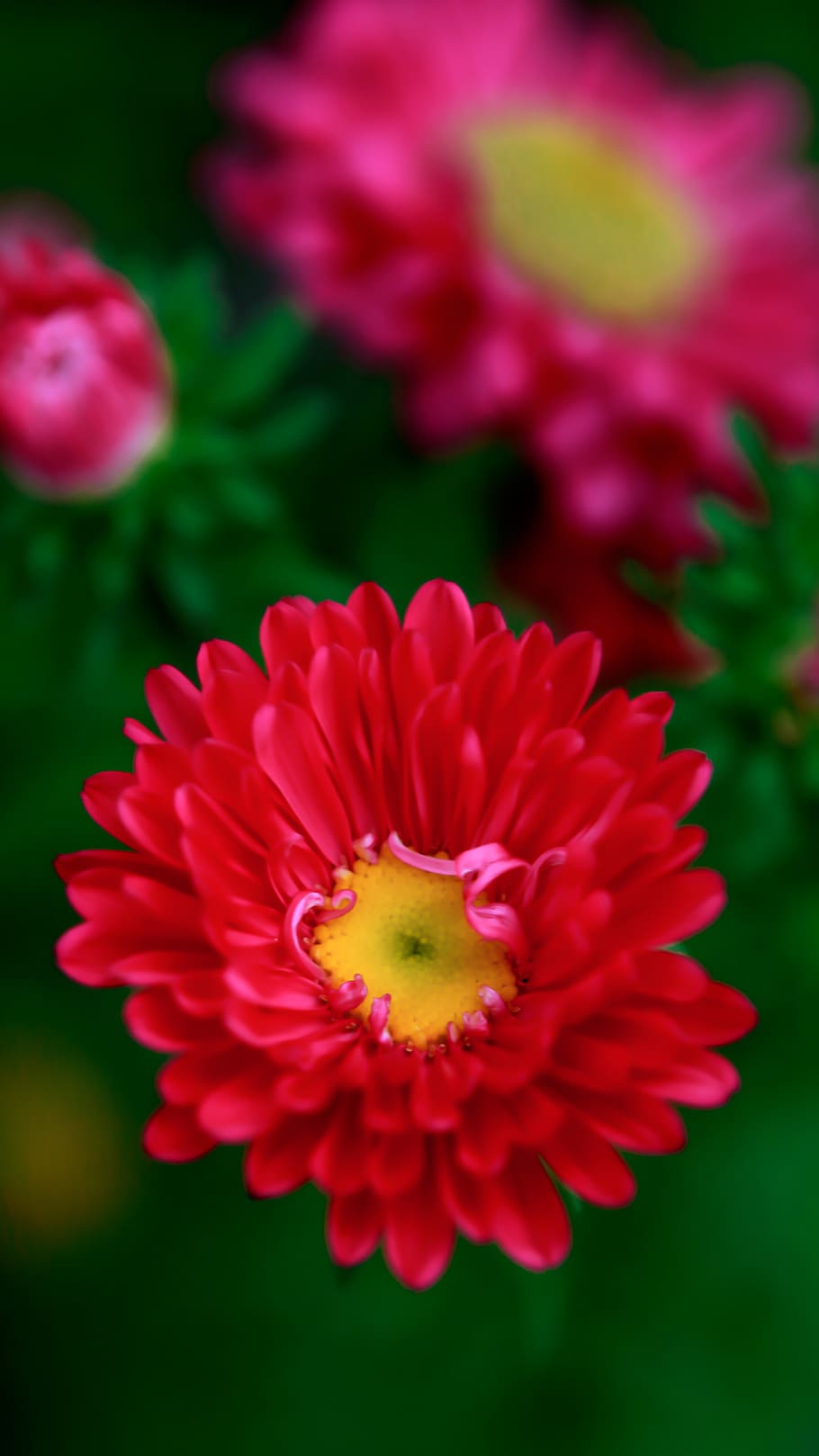 flower, garden, nature, spring, bloom, pink, yellow, white HD wallpaper